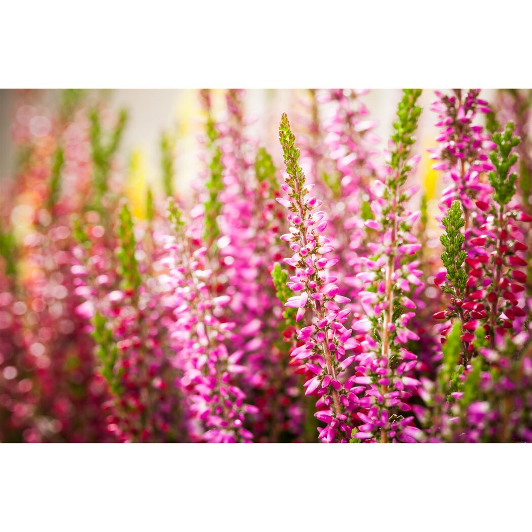 Lila und rosa blühende Besenheide