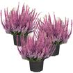 hauptbild