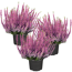 Verkleinertes Bild von Knospenheide Gardengirls® pink 10,5 cm Topf, 3er-Set