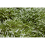 Verkleinertes Bild von Knospenheide Gardengirls® weiß, 10,5 cm Topf, 3er-Set