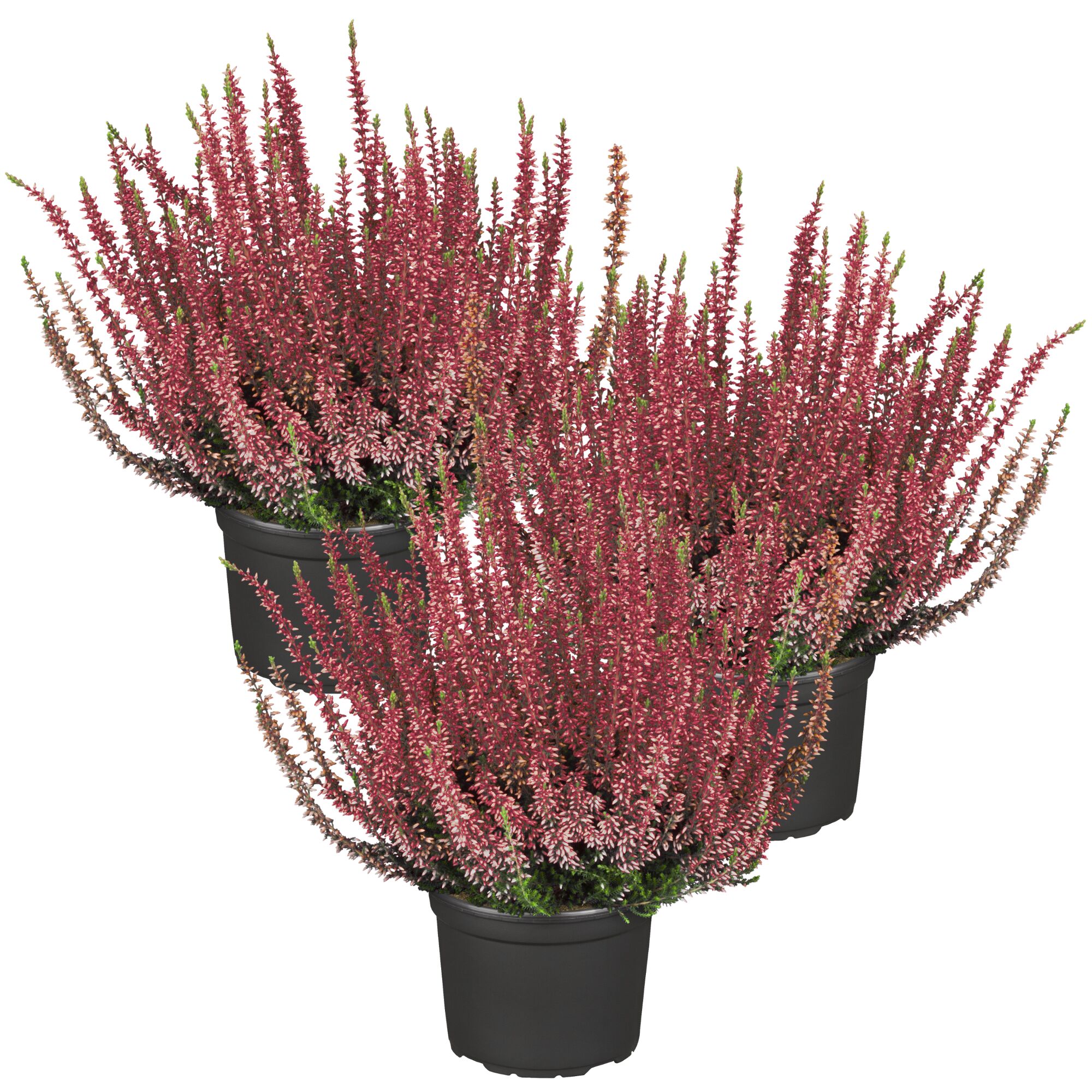 Drei rotblühende Heidepflanzen in schwarzen Töpfen