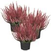 hauptbild