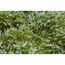 Knospenheide Gardengirls® gelblaubig 10,5 cm Topf, 3er-Set