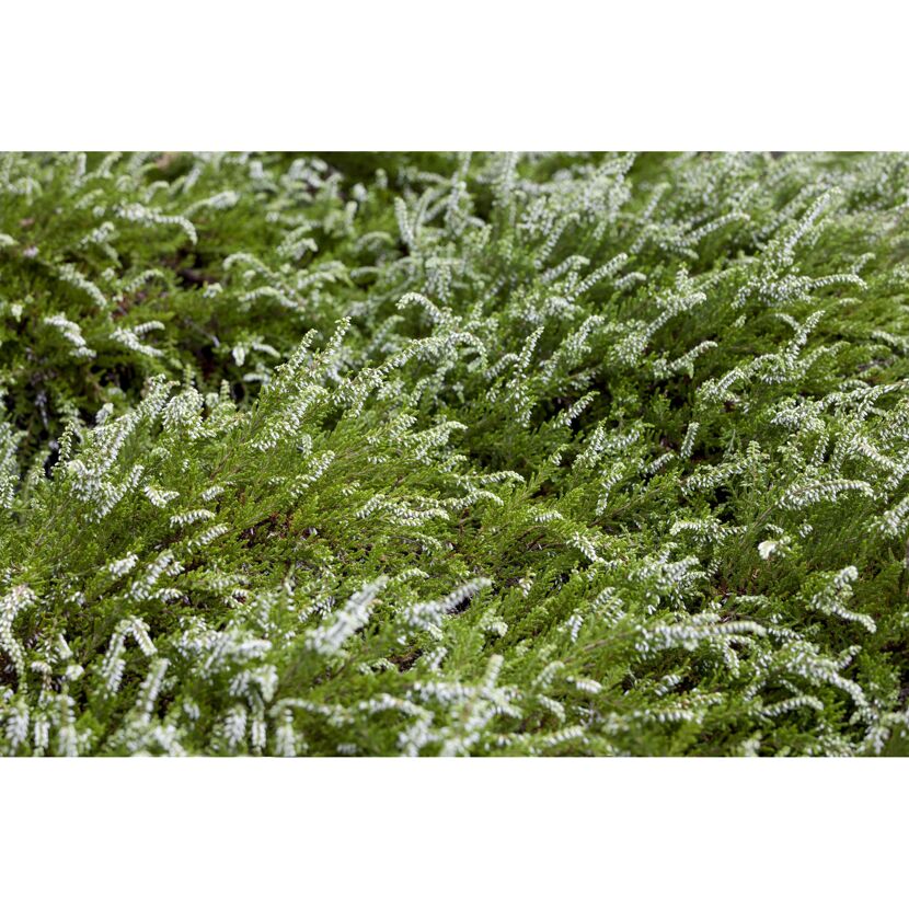 Knospenheide Gardengirls® gelblaubig 10,5 cm Topf, 3er-Set