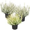 Drei Calluna vulgaris Pflanzen in schwarzen Töpfen