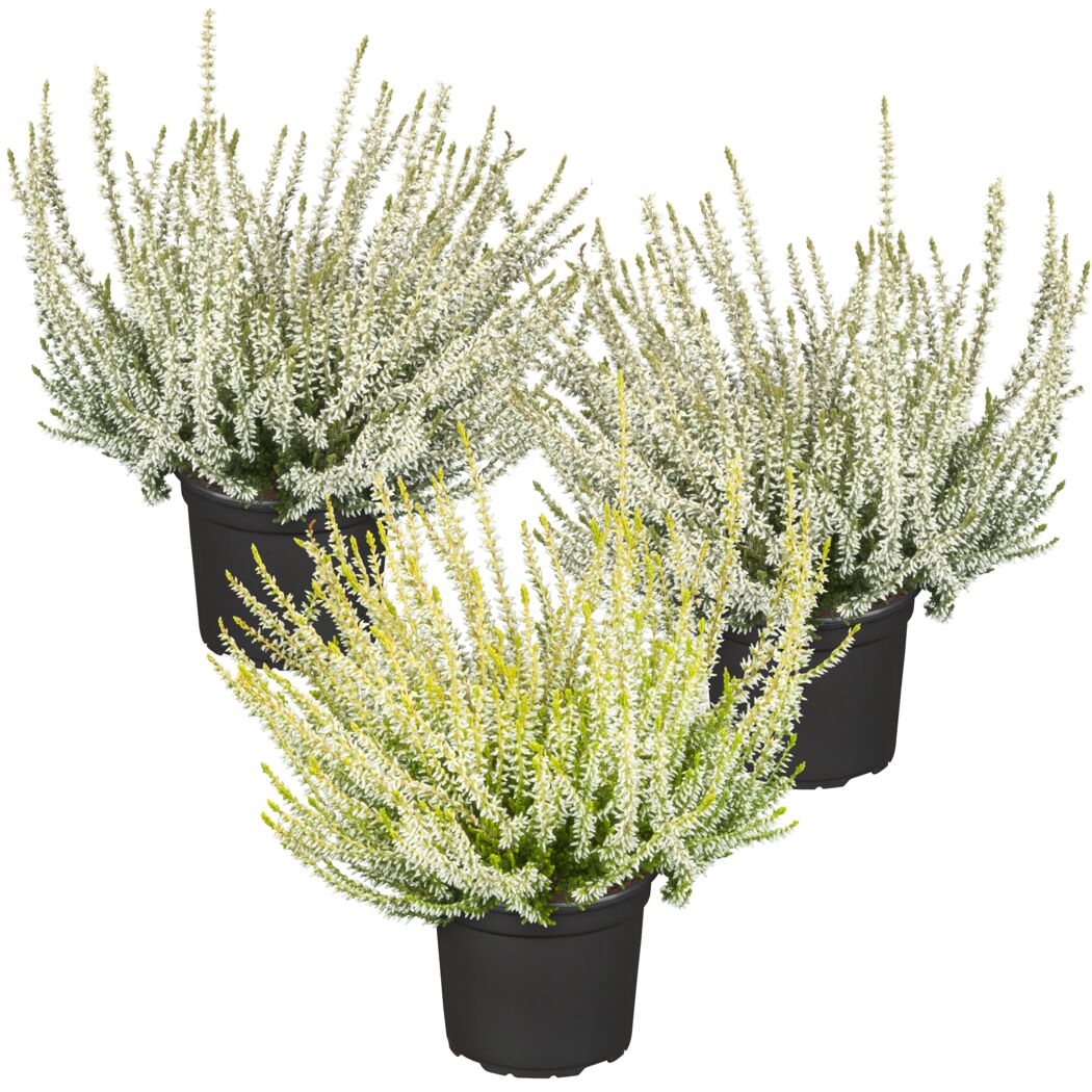 Drei Calluna vulgaris Pflanzen in schwarzen Töpfen