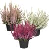 Drei Calluna vulgaris in verschiedenen Farben