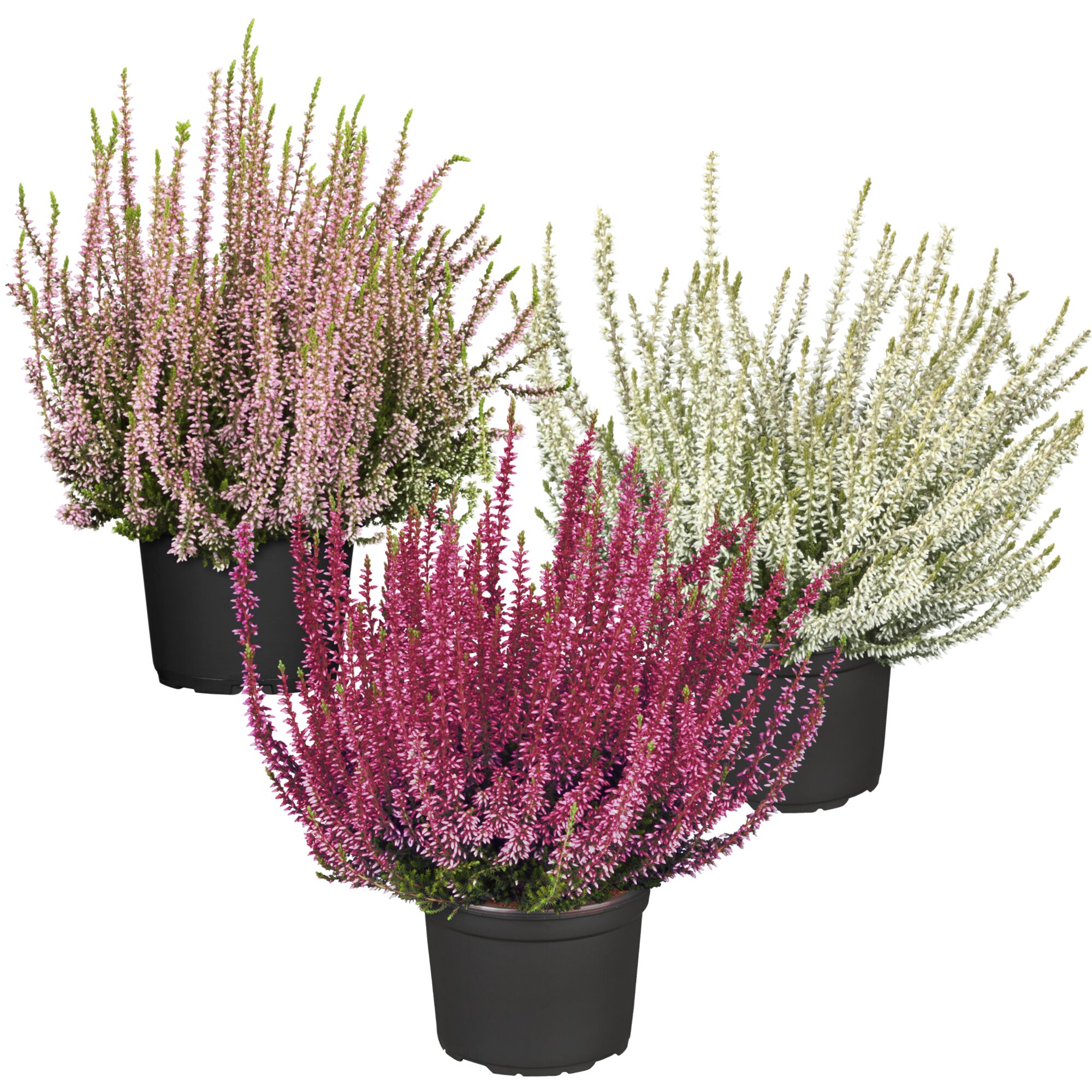 Drei Calluna vulgaris in verschiedenen Farben