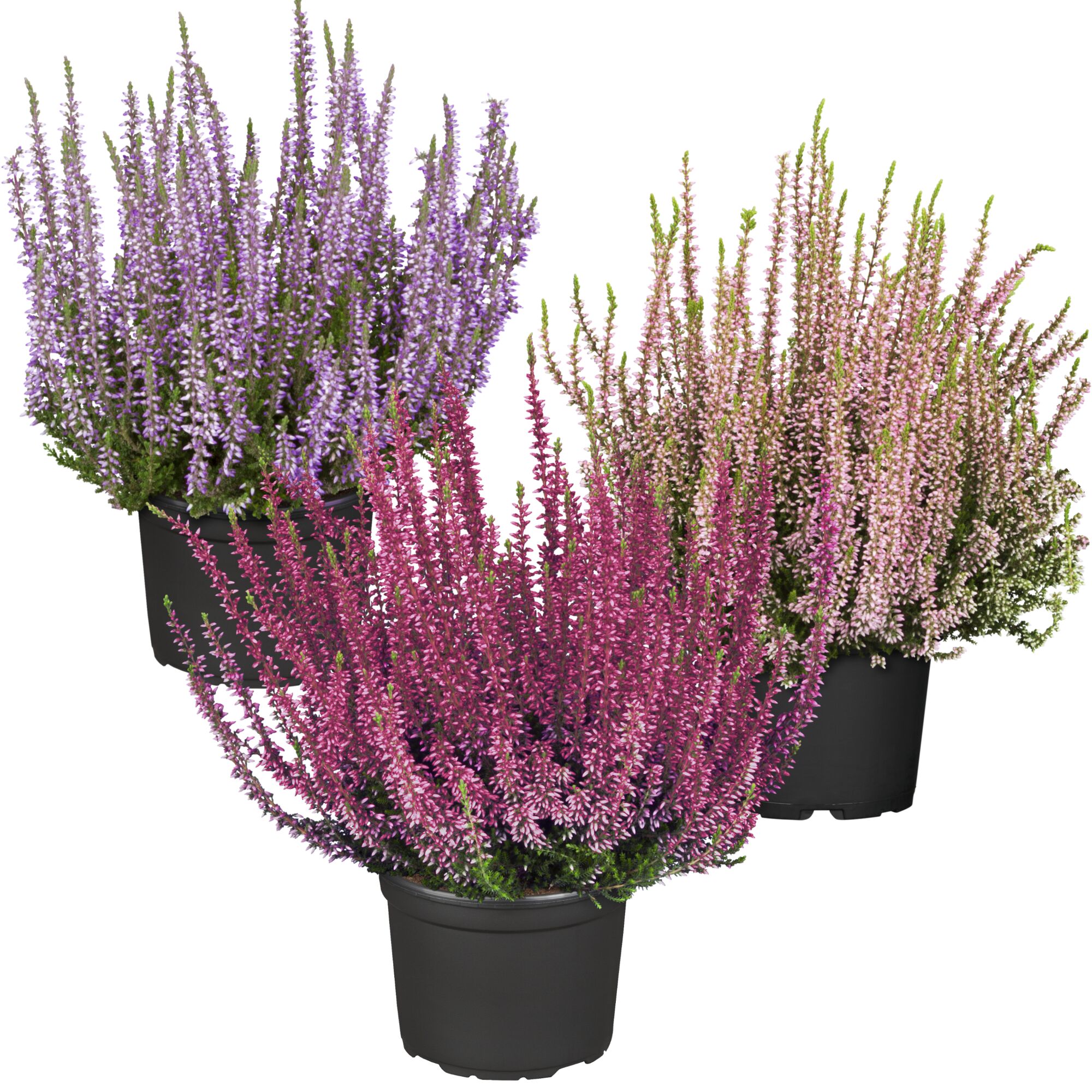 Drei Callunen in verschiedenen Farben