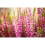 Verkleinertes Bild von Knospenheide Gardengirls® Pinktöne sortiert 10,5 cm Topf, 3er-Set