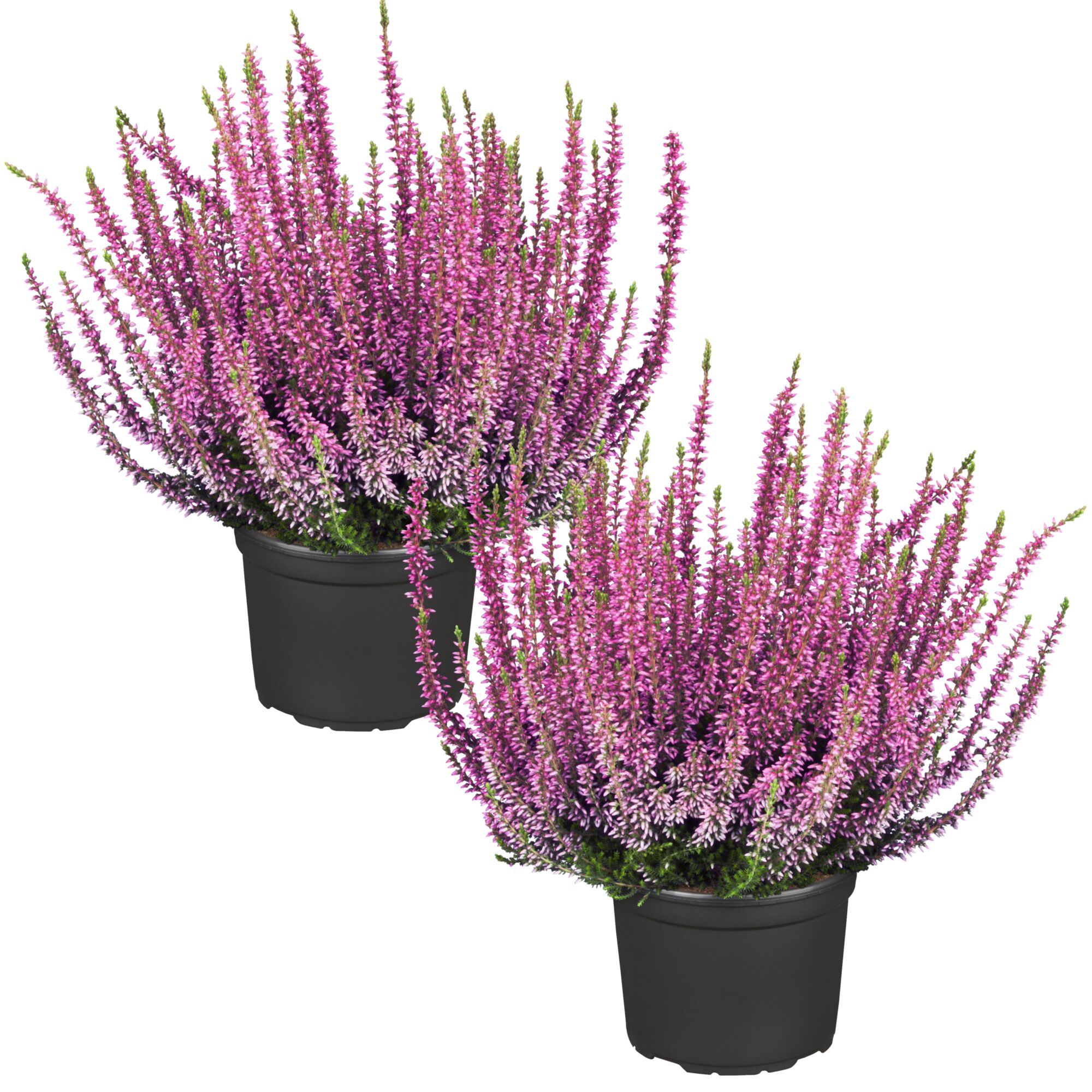 Zwei Topfpflanzen Knospenheide