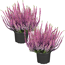 Knospenheide 'Gardengirls®' pink 12 cm Topf, 2er-Set