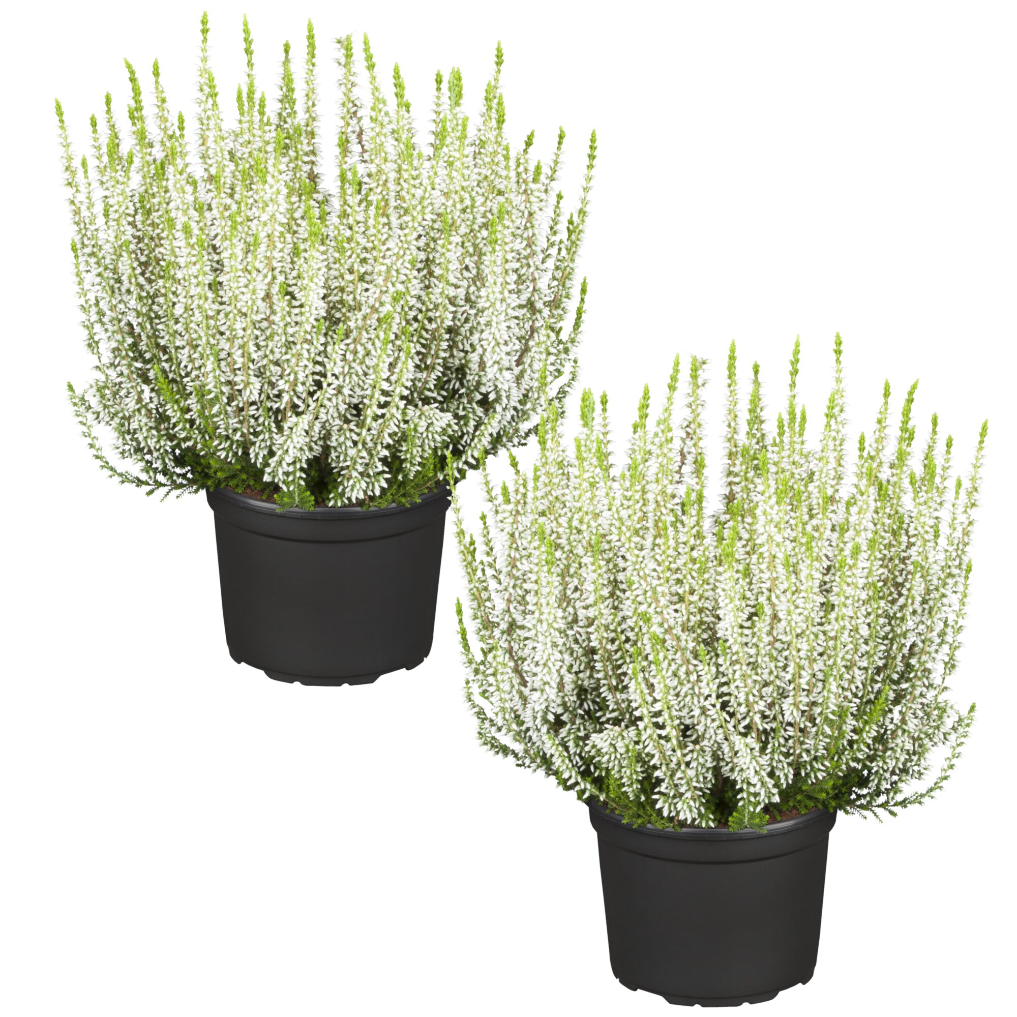 Zwei weiß blühende Topfpflanzen der Besenheide