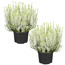 Knospenheide 'Gardengirls®' weiß 12 cm Topf, 2er-Set