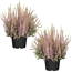 Knospenheide 'Gardengirls®' rosa 12 cm Topf, 2er-Set