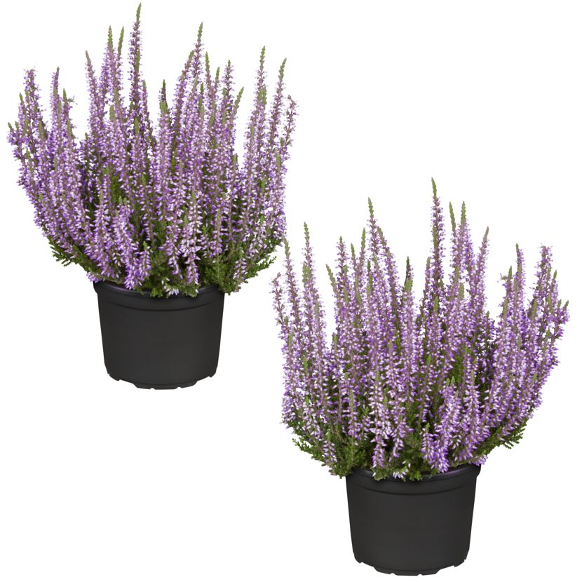 Zwei Topfpflanzen mit lila Blüten