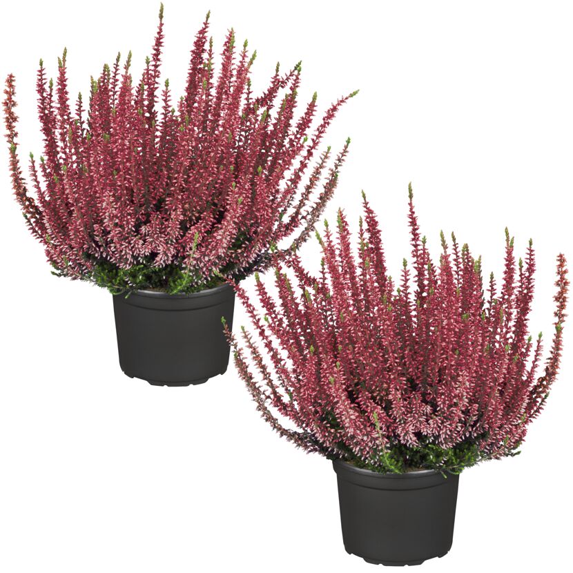 Zwei Calluna vulgaris Pflanzen im Topf