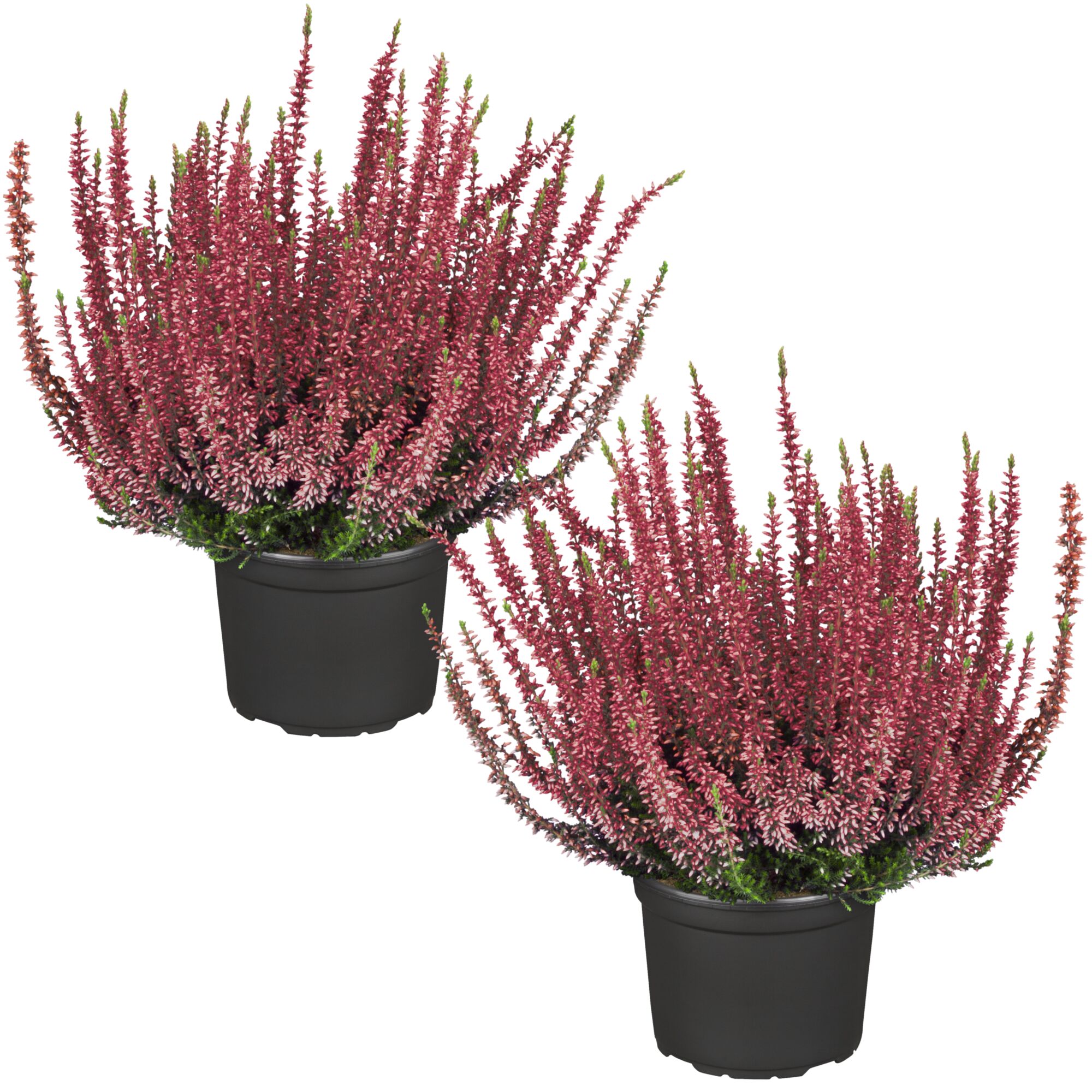 Zwei Calluna vulgaris Pflanzen im Topf