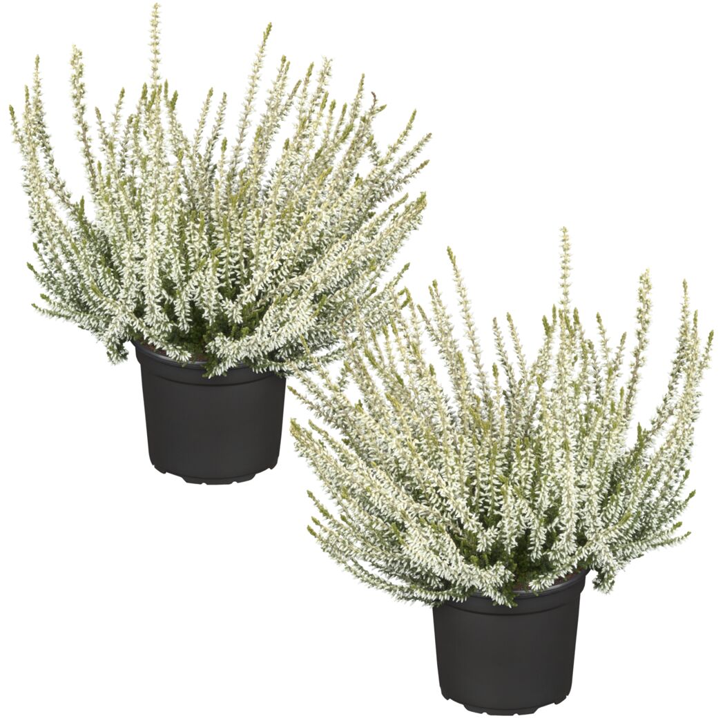 Zwei weiß blühende Calluna vulgaris in schwarzen Töpfen
