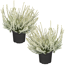 Knospenheide 'Gardengirls®' silberlaubig 12 cm Topf, 2er-Set