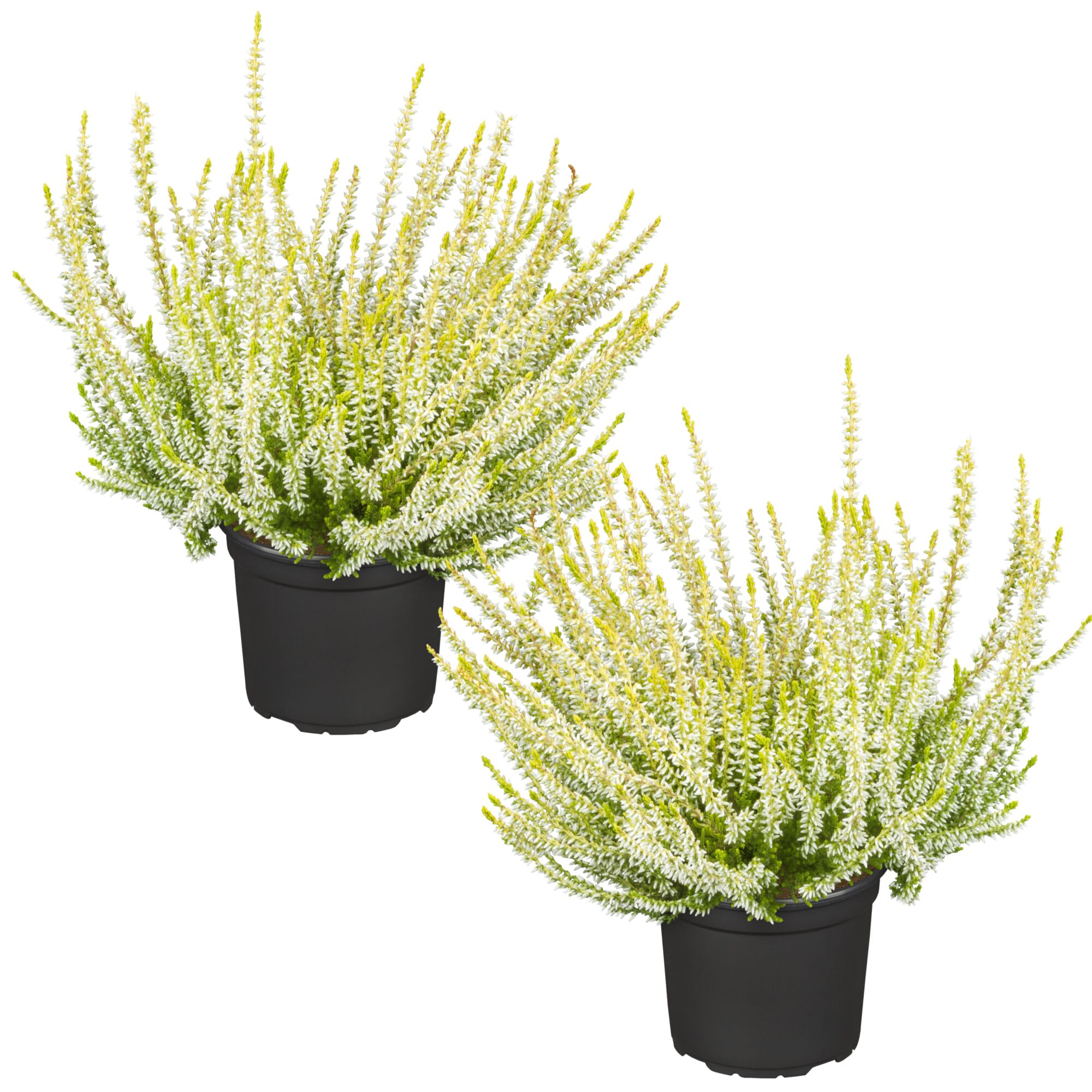 Zwei weiß blühende Calluna vulgaris Pflanzen in schwarzen Töpfen