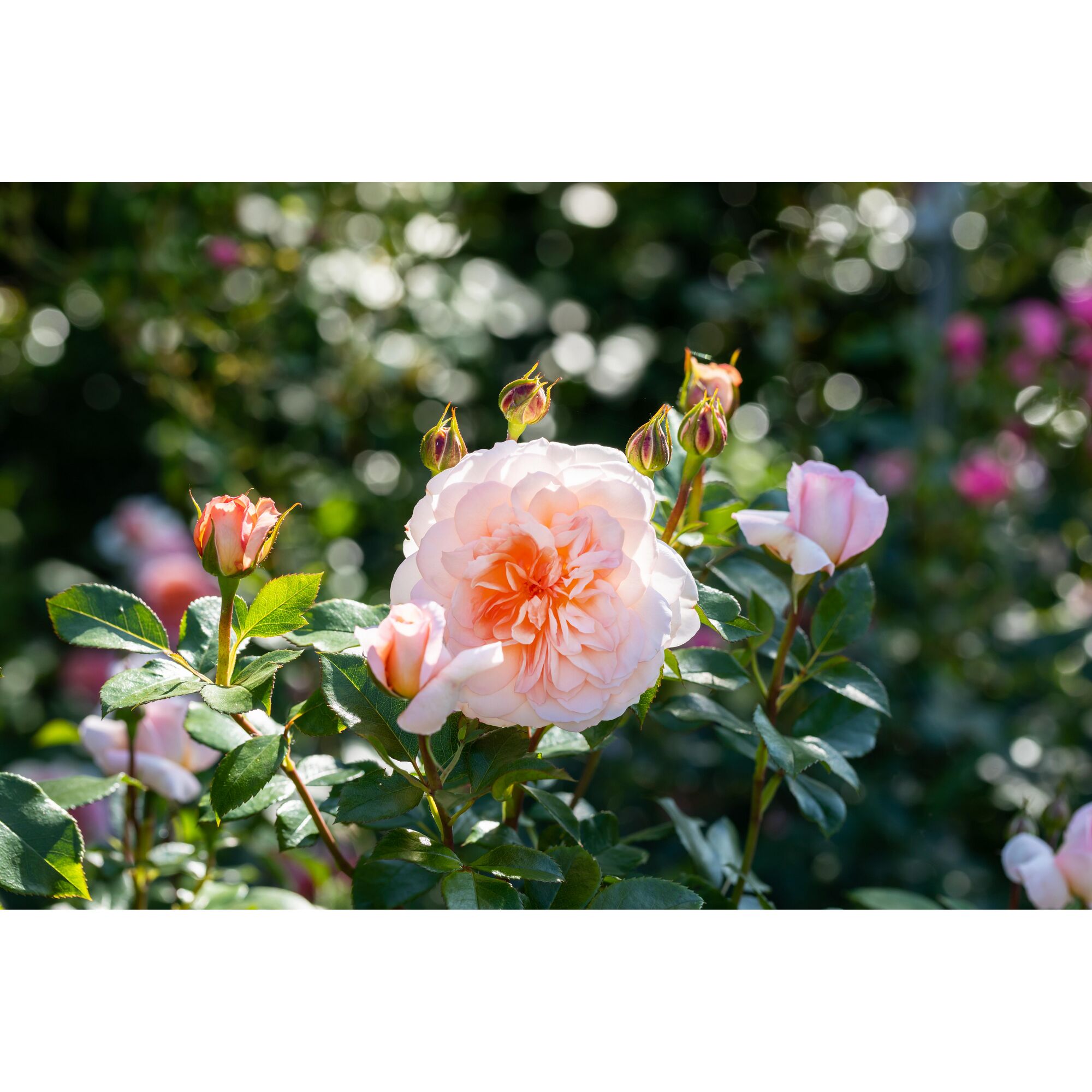 Rosa Schlossrosenblüte mit Knospen und grünen Blättern