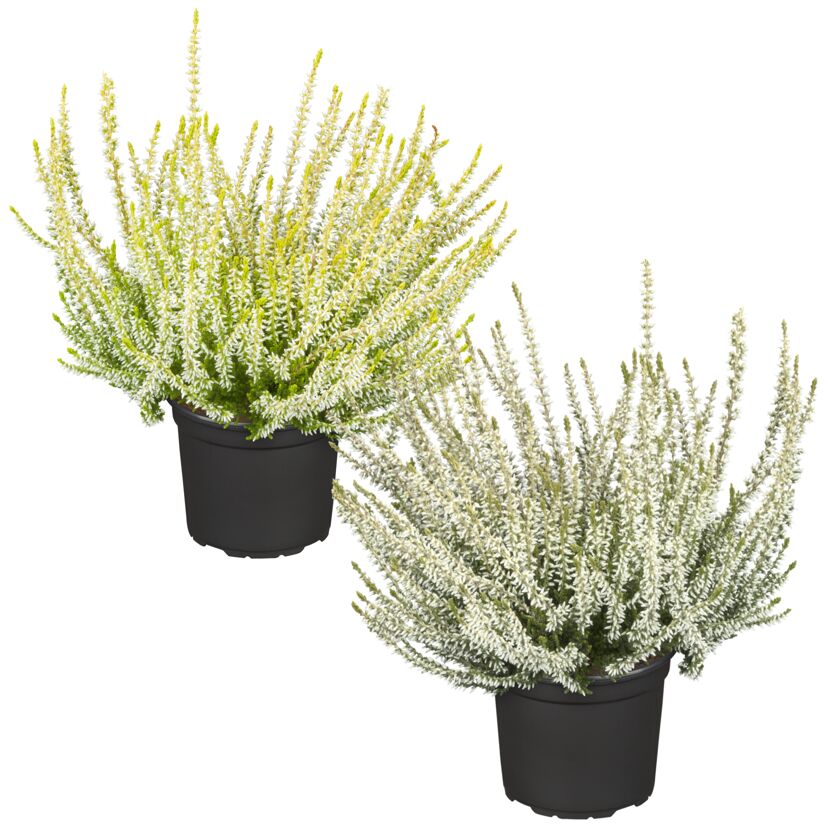 Zwei Calluna Vulgaris in schwarzen Töpfen