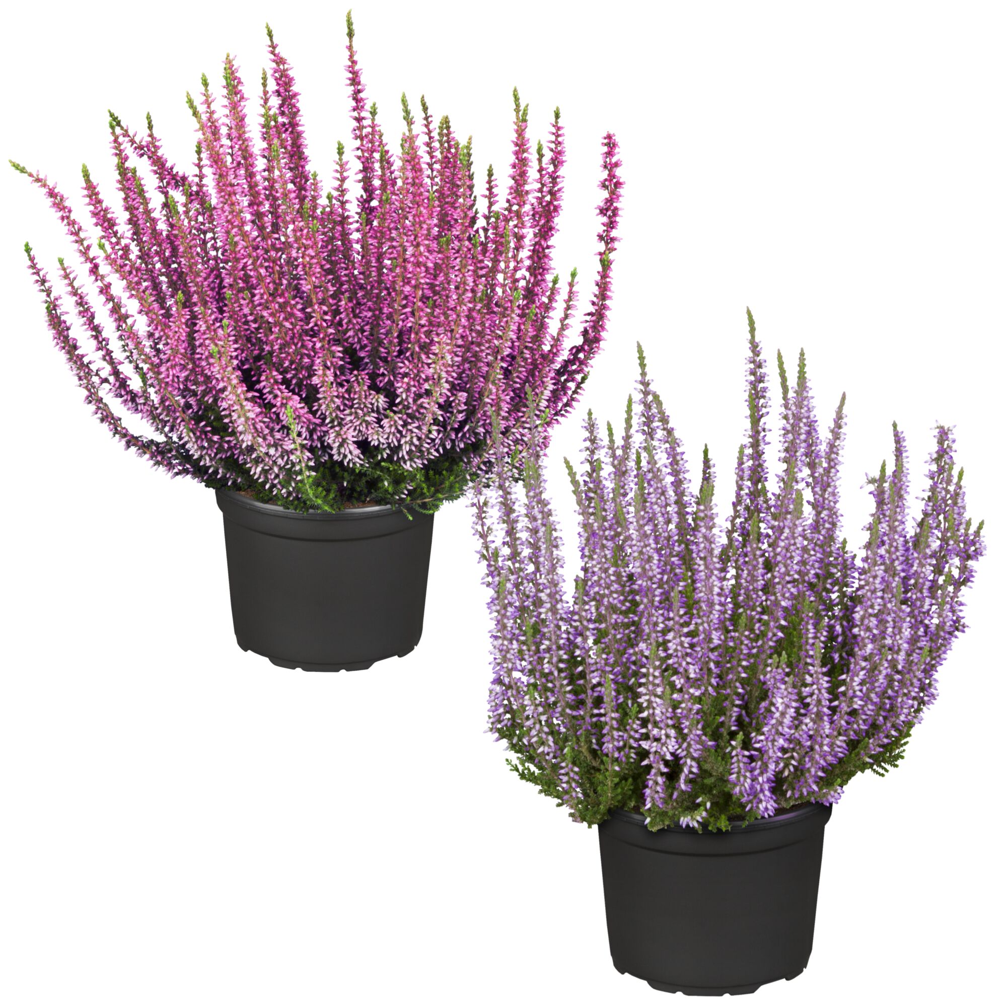 Zwei Topfpflanzen mit rosa und lila Blüten