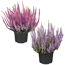 Verkleinertes Bild von Knospenheide Gardengirls® Pinktöne sortiert 12 cm Topf, 2er-Set
