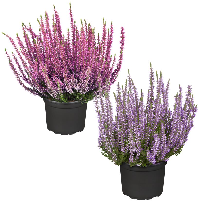 Zwei Topfpflanzen mit rosa und lila Blüten