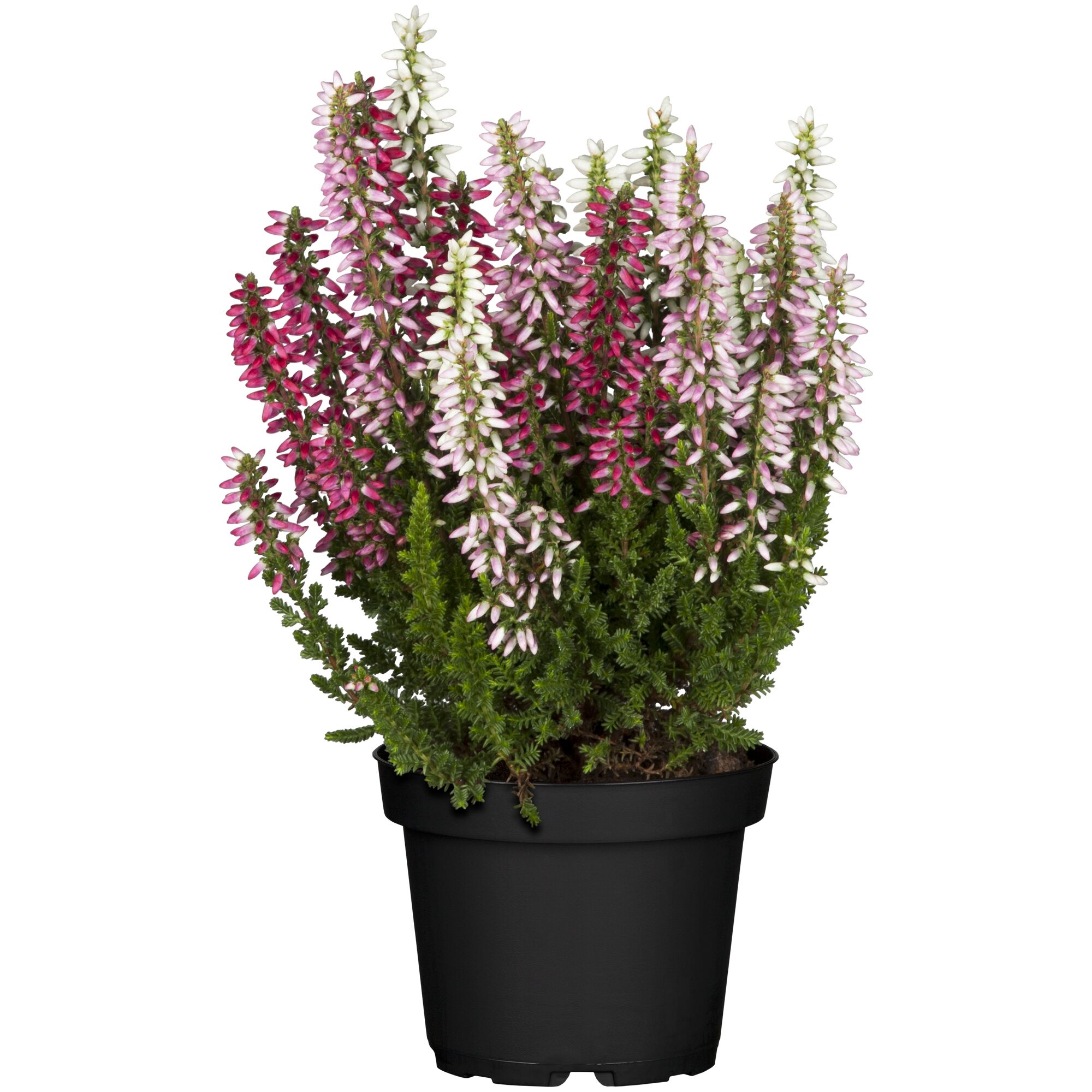 Calluna Garden Girls in einem schwarzen Topf