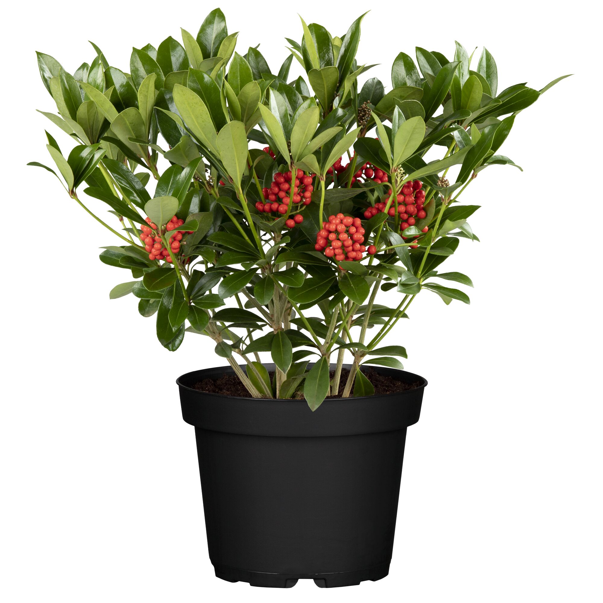 Skimmie Temptation im schwarzen Topf