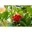 Skimmie Temptation mit roten Beeren