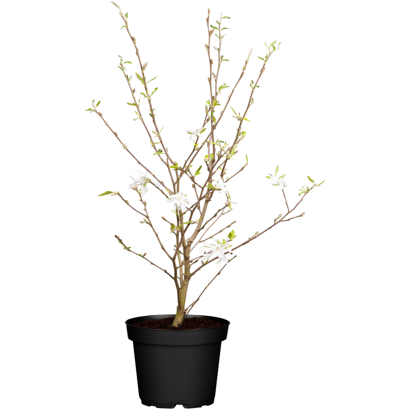 Sternmagnolie mit weißen Blüten im Topf