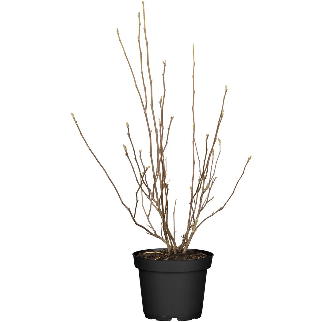 Magnolienpflanze im schwarzen Topf