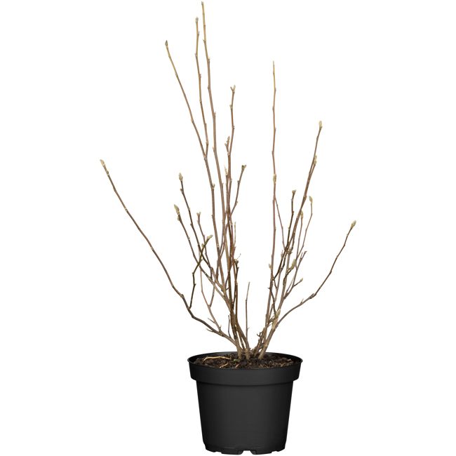 Bild von Purpur-Magnolie rot 19 cm Topf