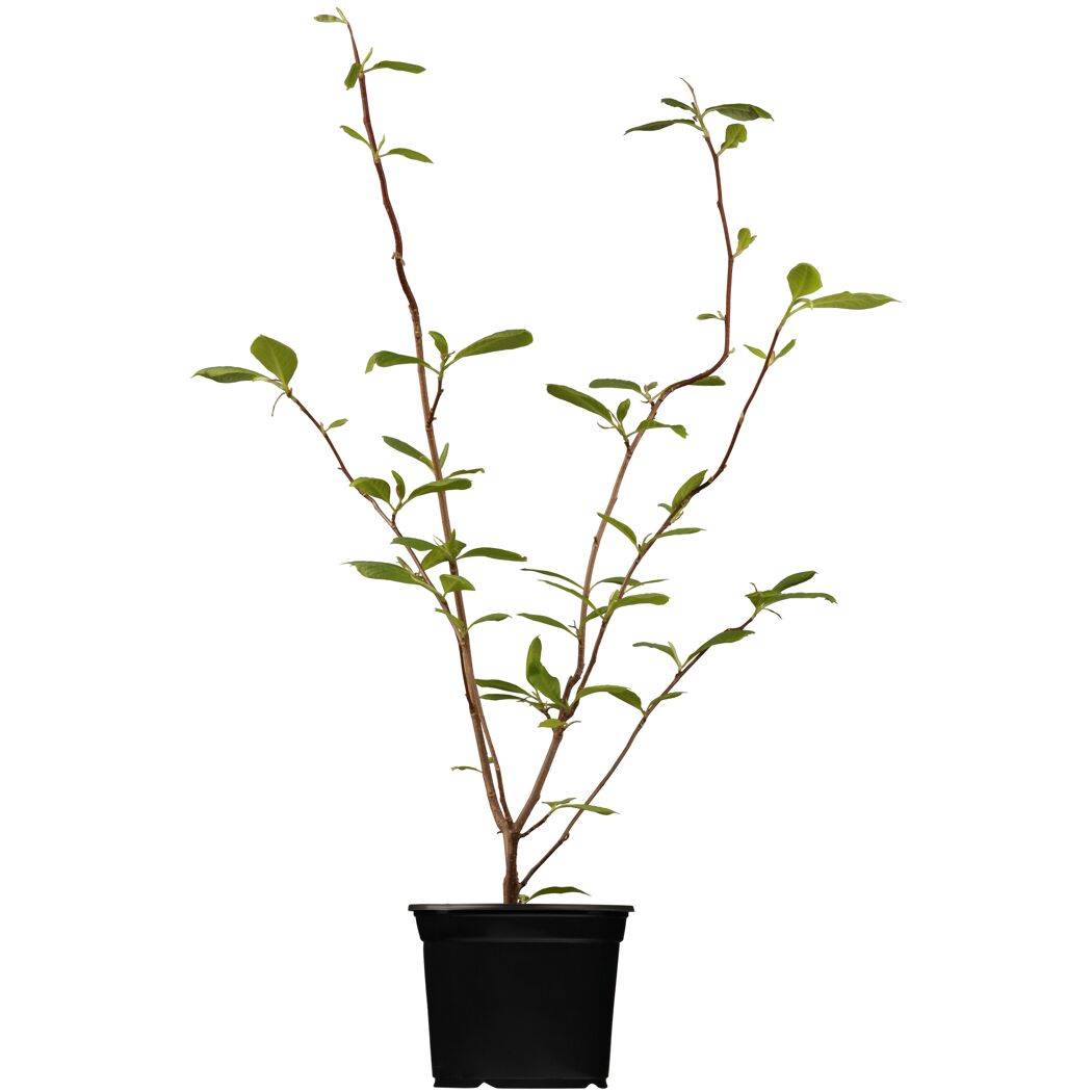 Junger Magnolienbaum im schwarzen Topf