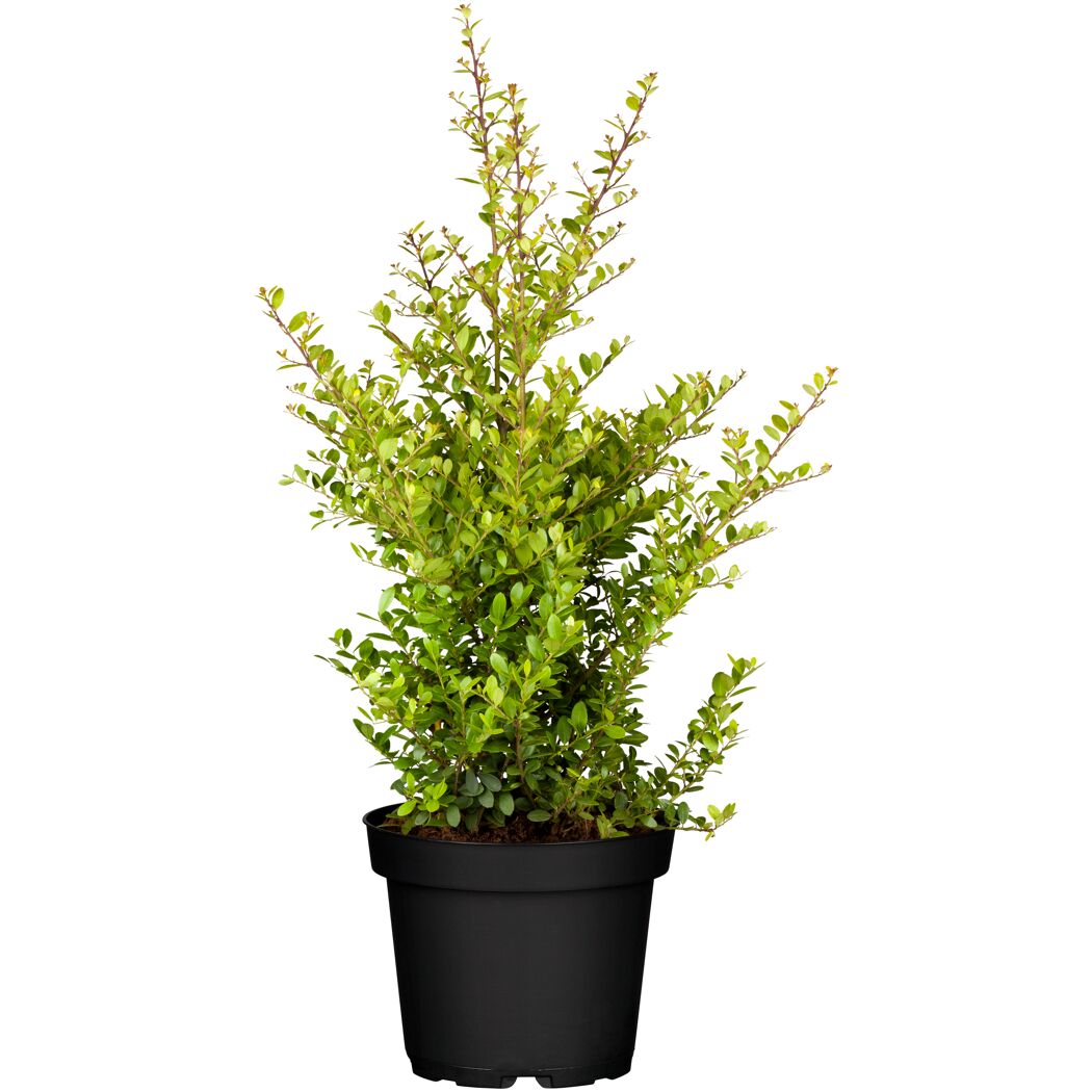 ILEX CRENATA CAROLINUPRIGHT im schwarzen Topf
