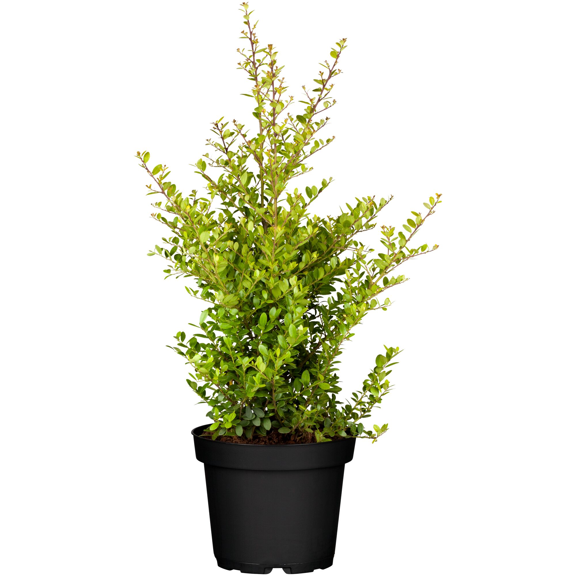 ILEX CRENATA CAROLINUPRIGHT im schwarzen Topf