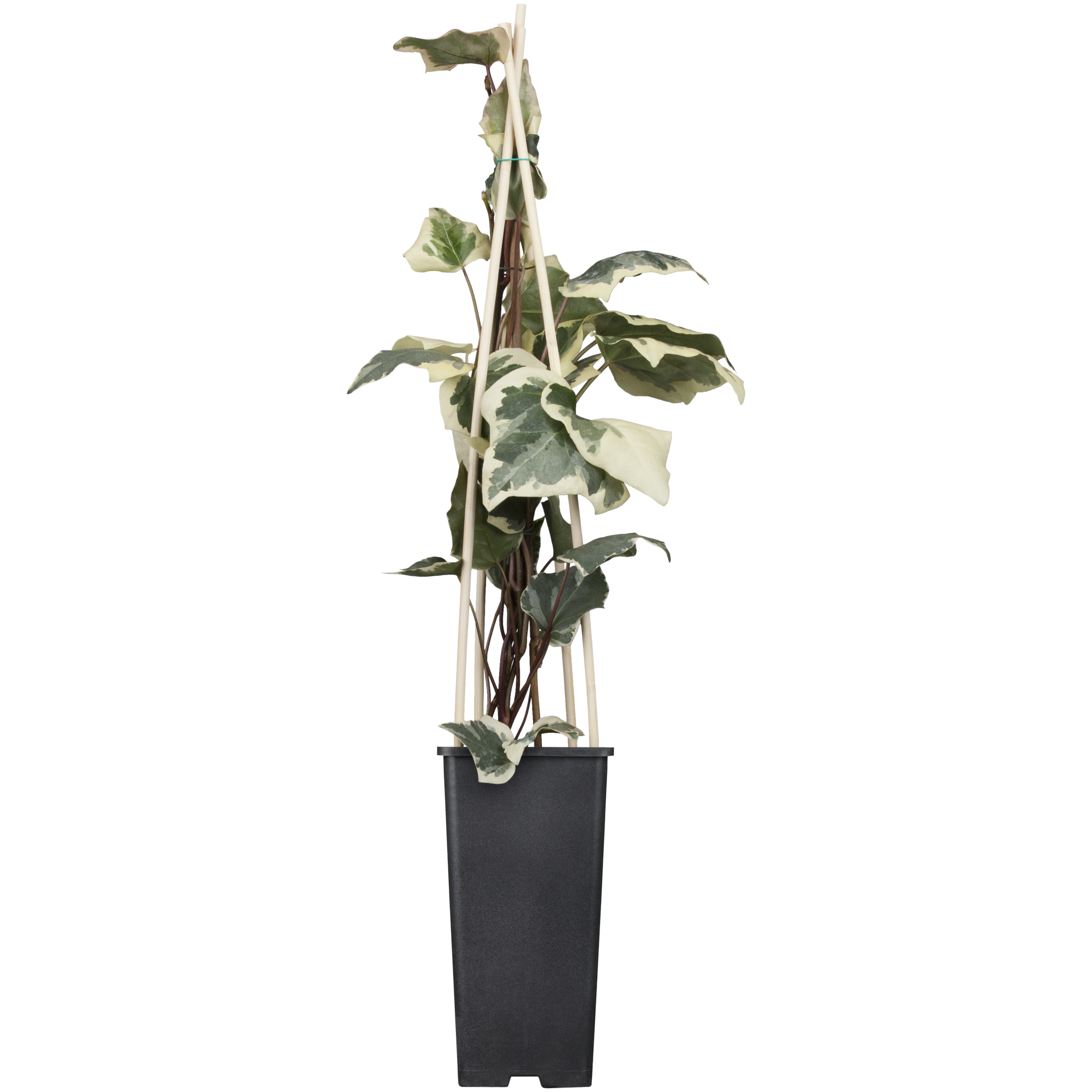 toom Nordafrikanisches Efeu 'Gloire de Marengo' grün 14 cm Topf