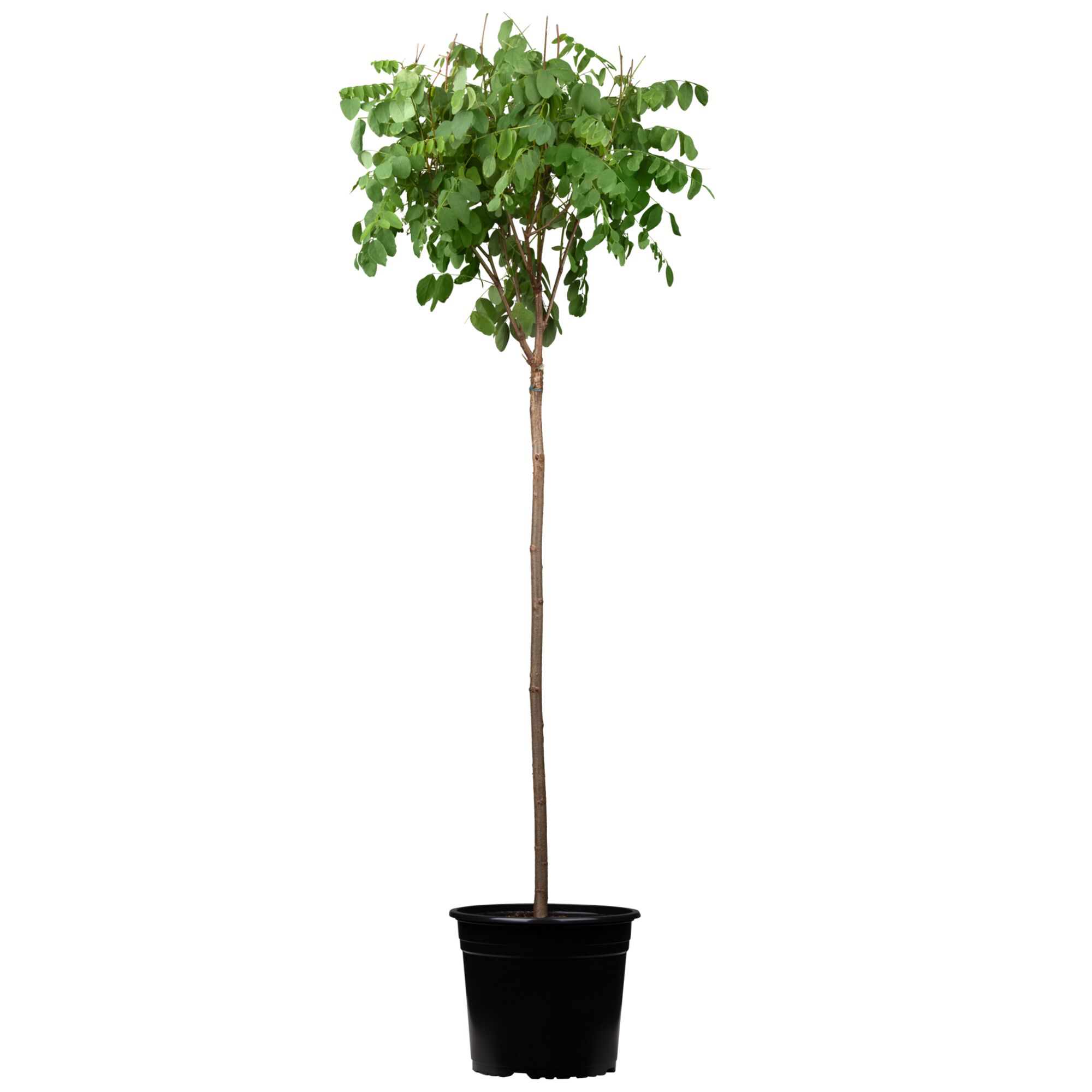 Kugelrobinie im Topf