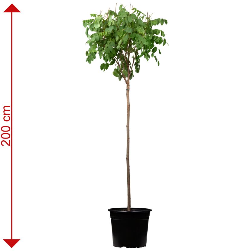 Kugelrobinie im Topf, 200 cm hoch