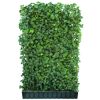 Efeu-Hecke in schwarzem Topf