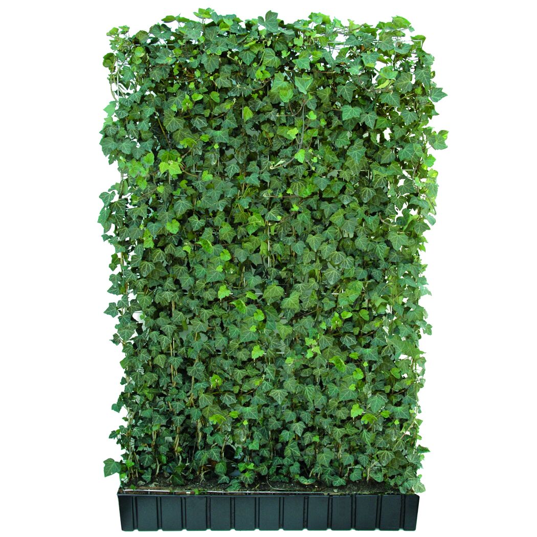Efeu-Hecke in schwarzem Topf