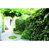 Efeu Hecke im Garten
