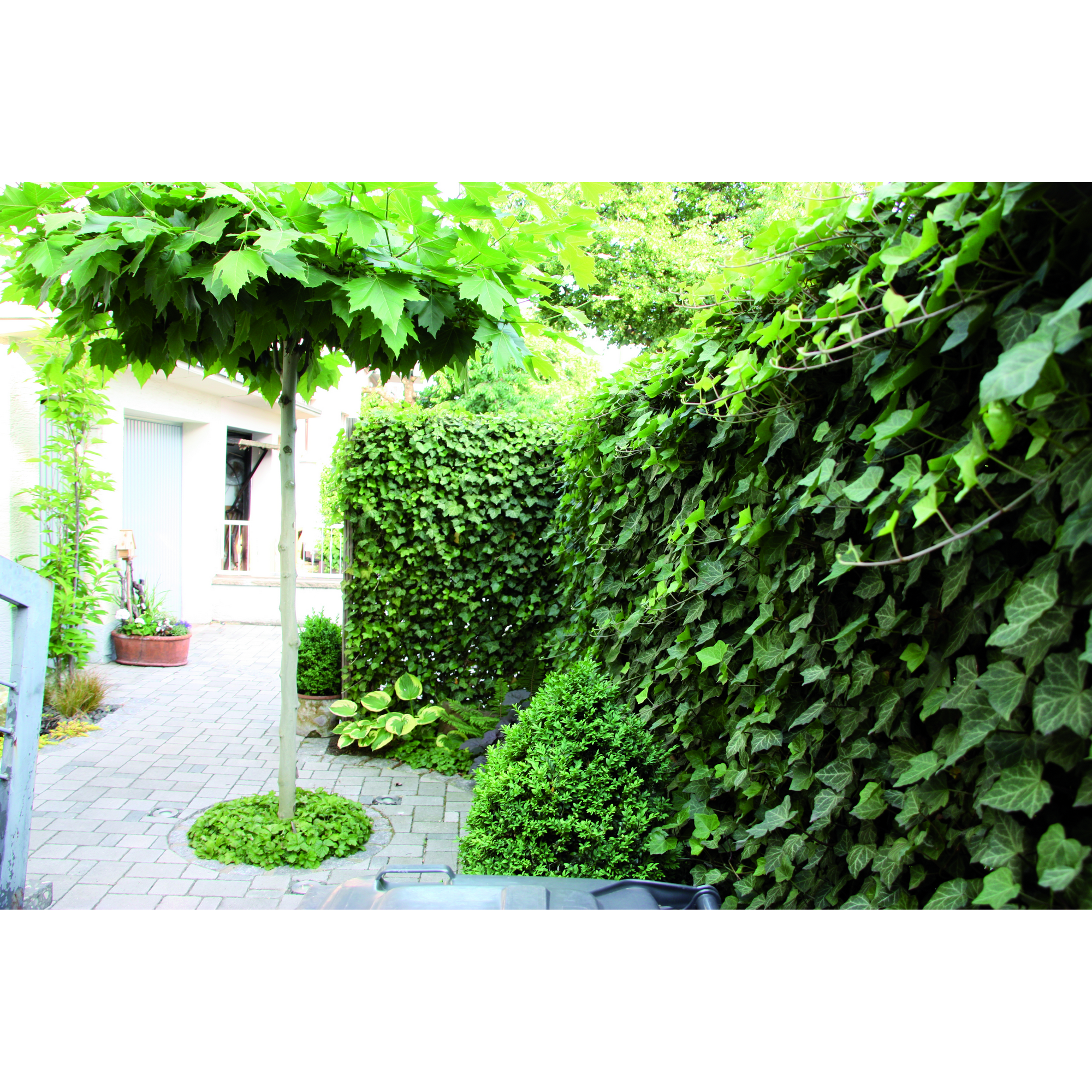 Hecke am laufenden Meter® Efeu 'Woerneri' 100 x 120 cm + product picture