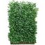 Hecke aus Euonymus fortunei