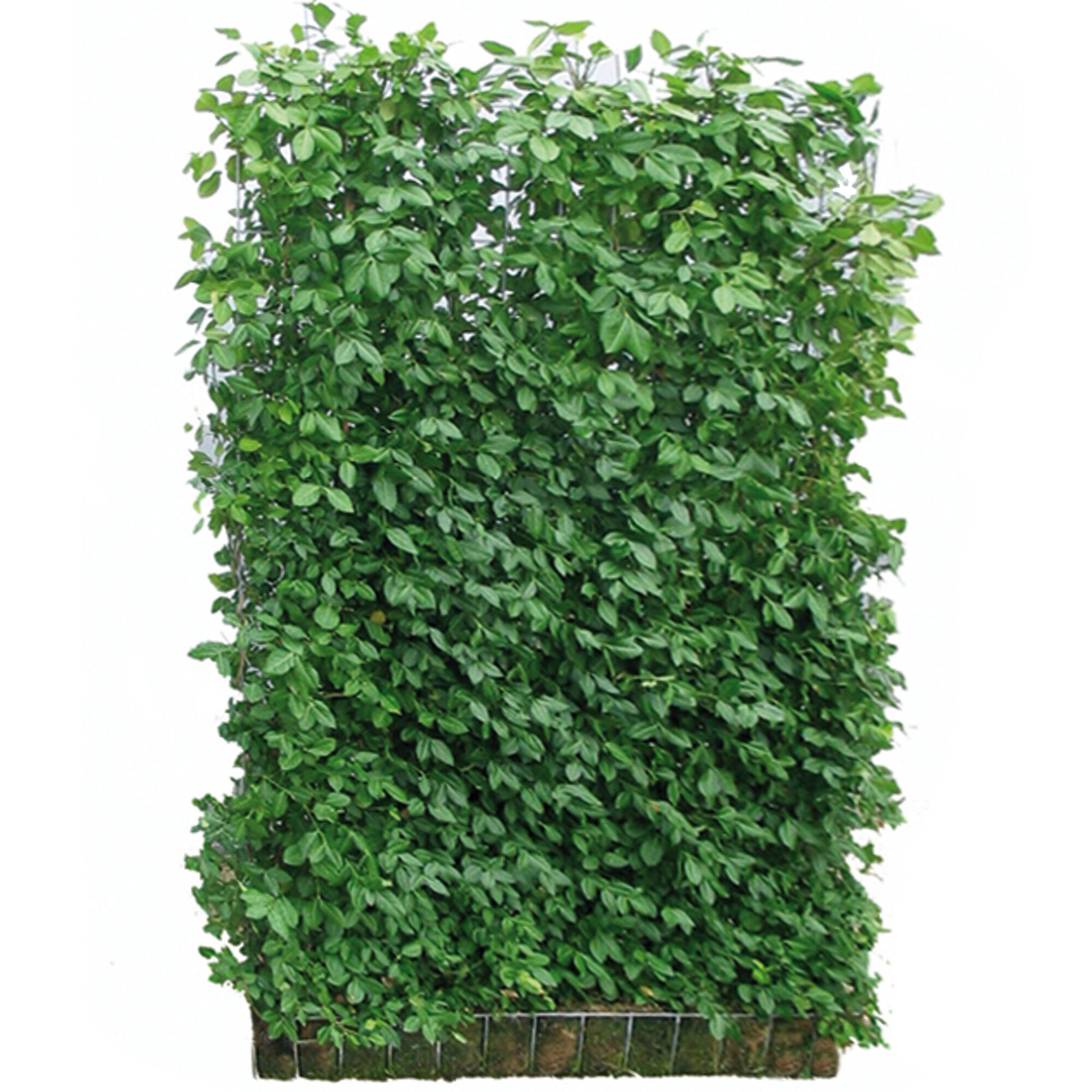 Hecke aus Euonymus fortunei