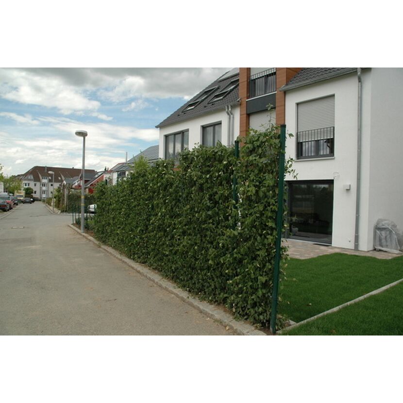 Grüne Hecke vor einem Haus