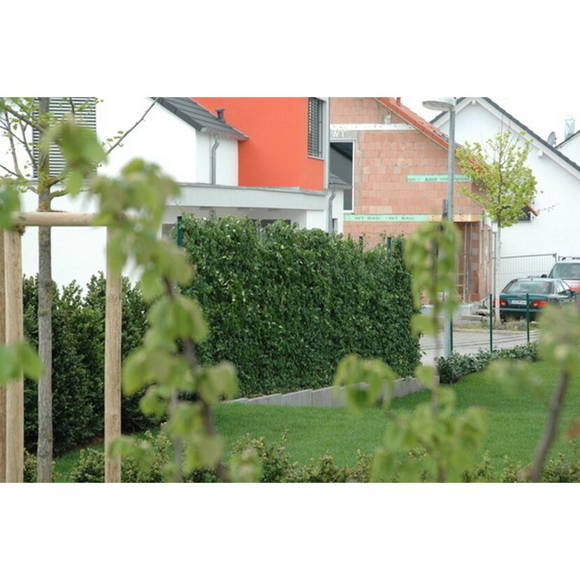 Blick durch junge Bäume auf Hecke und Häuser.